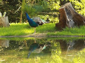 Faisan_Karpin_Sergio Gonzalez Ahedo